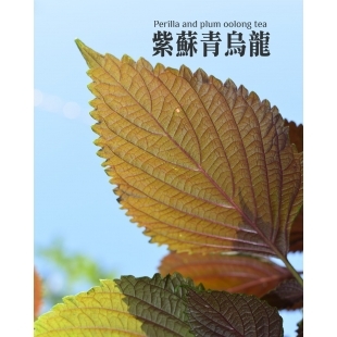 紫蘇青烏龍.jpg